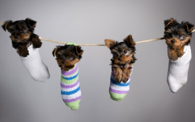 {puppies in socks} Stephan Brauchli