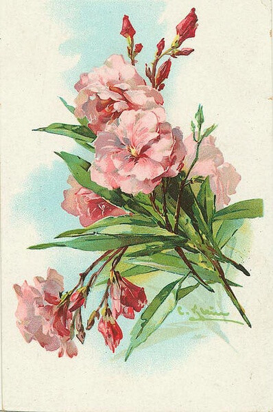 花卉复古明信片。