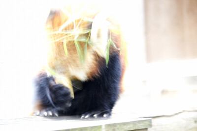 野毛山動物園 レッサーパンダ キンタ