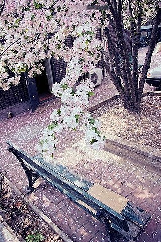 陪我坐在樱花树下的椅子上吧、看彼此花落满肩