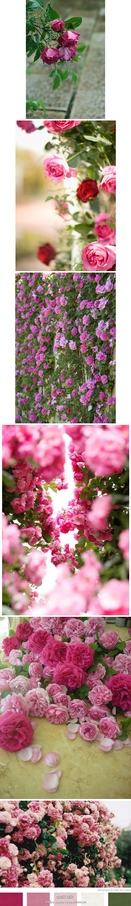 蔓玫原本是台湾地区对于藤本月季的称呼，不过这二字自然旖旎些。我定义的它是有玫瑰的妩媚与多刺，月季的风雅与多姿，蔷薇的盛情与蜿蜒，好似红楼梦中“兼美”者。