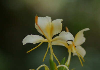 Hedychium coronarium 。姜花。