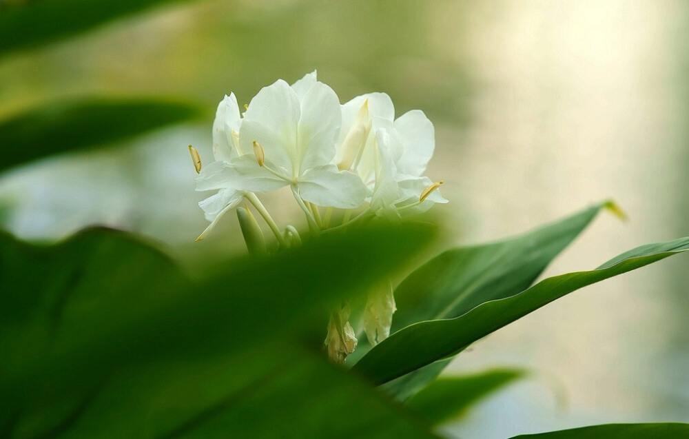 Hedychium coronarium 。姜花。