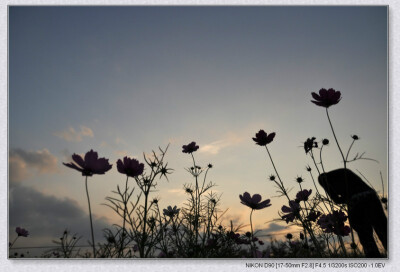 夕阳下的格桑花，美丽。zhouyayo3