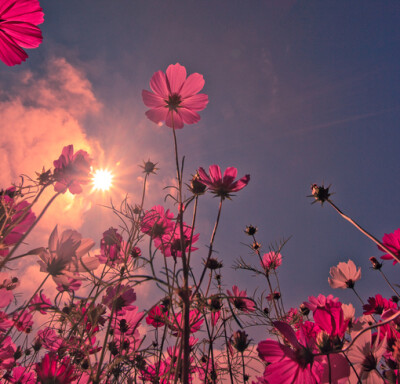 12608557204489、一季花开、花、我们的天空、紅日、feel、flower、i BloSsom、怎么爱、花开花落、波斯菊、朩頭、花骨朵