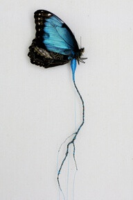 世界所有的一切都是由想像開始。藝術品來自Anne Ten Donkelaar http://anneten.nl/works/16-broken-butterflies