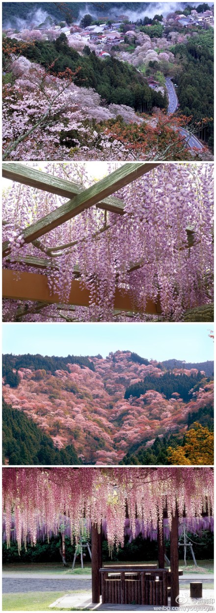 日本吉野山，春天有樱，秋天有枫，这是一个天使时不时打翻调色版的山峦。而盛夏清一色的绿野，让贪恋美色的游人觉得单调，于是吉野山拥有了一份难得的清静。山呢，并没有那种咄咄逼人的高峻，连绵着，如缓缓的、温存的波浪，一层层推开去，渐至平原。