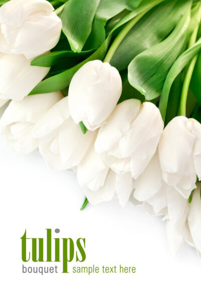 郁金香（Tulip），百合科郁金香属的具球茎草本植物，荷兰的国花。可做药物，化湿辟秽。象征名誉、美丽、爱、神圣、幸福与胜利，花语：祝福，永恒，爱的表白。