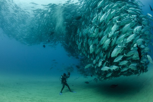 摄影师 David 和 Goliath 为国家地理(National Geographic), 拍摄的海底鱼群(Bigeye fish)求爱的壮观景色.