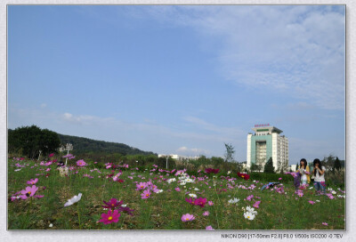 还记得中学时代的哪首“手中握着格桑花呀，美得让我忘了摘下”。。zhouyayo4