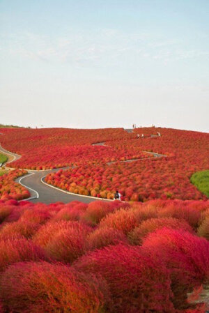 日本关东，茨城县，常陆那珂市，地肤山（Kochia Hill）。所有的一切都被过滤，原来，在路上只是为了在路上。