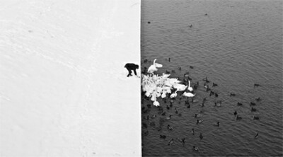 【波兰“阴阳”】穿黑衣的人站在 Kraków 的雪地上喂著白色的天鹅，这样工整的构图，形成的影像很特别，像极了中国的「阴阳」