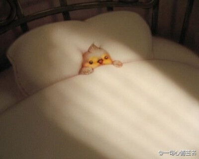 女生失眠有三种可能：1.想念男朋友；2.想念暗恋的男生；3.吃的太饱。