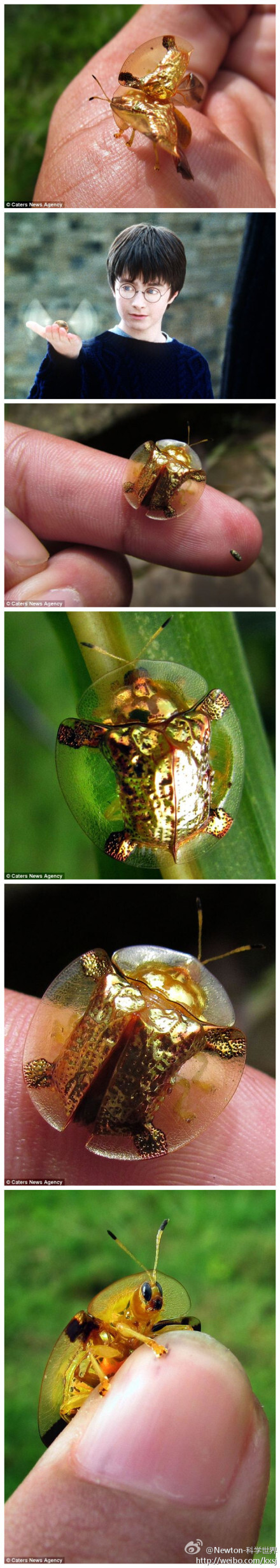 摄影师Chime Tsetan拍摄到了一种罕见的金色甲壳虫：Golden Tortoise Beetle（学名：Charidotella sexpunctata）。这种甲壳虫酷似哈利·波特参加魁地奇比赛时的“金色飞贼”。它能改变自身颜色，从金色变成瓢虫那样带黑点的红色。它甚至能改变反射率，使外层的角质层变得清晰起来。