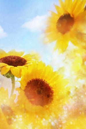 sunflower、ひまわり、向日葵