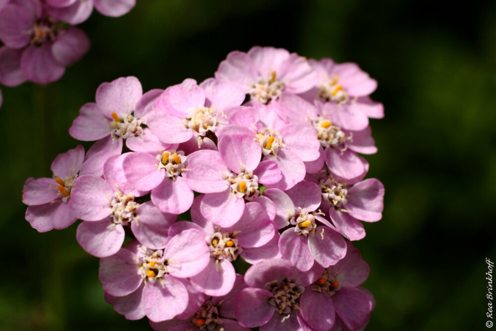 Achillea millefolium。西洋蓍草。