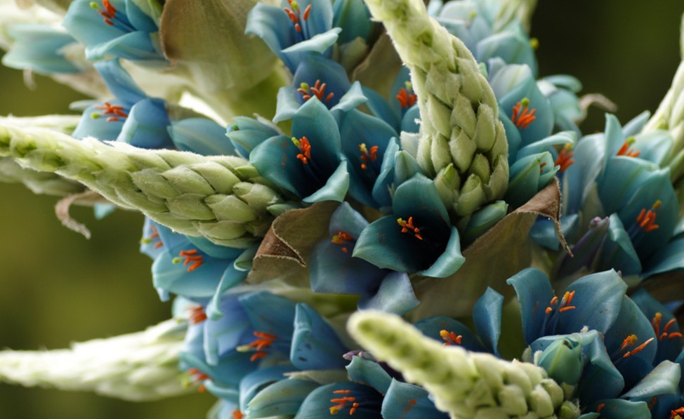 Puya alpestris。蓝色普雅凤梨。