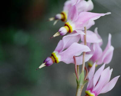 Dodecatheon meadia。流星花。