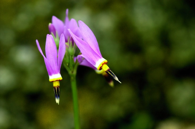 dodecatheon meadia.流星花.
