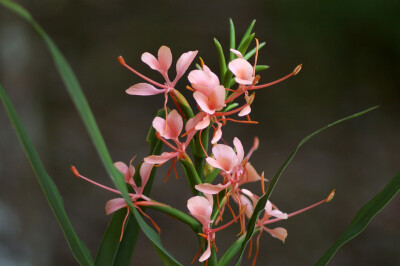 Hedychium coronarium 。姜花。