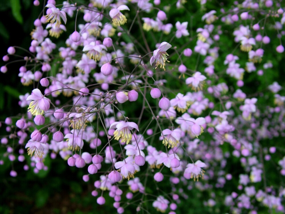 Thalictrum delavayi。 偏翅唐松草。