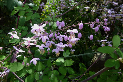 Thalictrum delavayi。 偏翅唐松草。