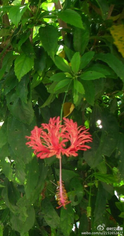 吊灯扶桑Hibiscus schizopetalus