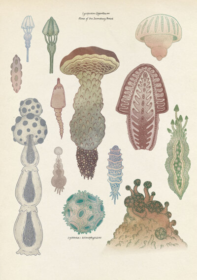 Mushrooms fantasy botanical illustration by Katie Scott