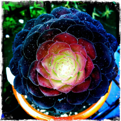 Aeonium Cyclops