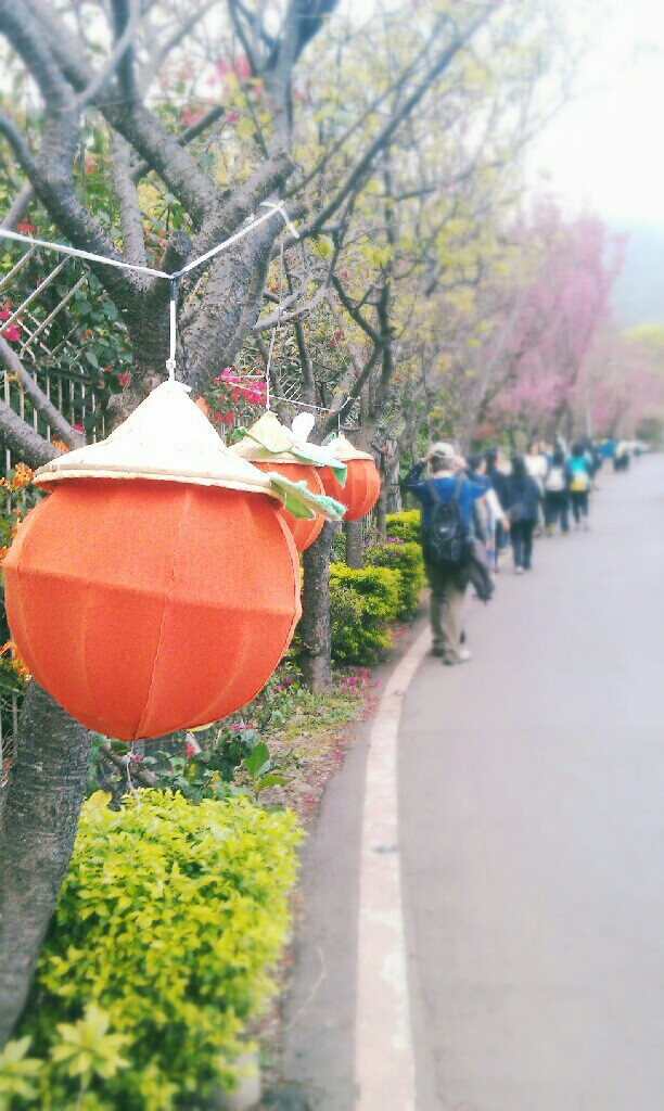 【櫻花道】位於臺(tái)北的北投區(qū)，復(fù)興高中後面的櫻花道，每到二月下旬櫻花就會(huì)盛開，越往上走，櫻花開的越美，中間途中有座佛廟，許多考生會(huì)來供奉蠟燭。 小清新 櫻花 風(fēng)景 美麗