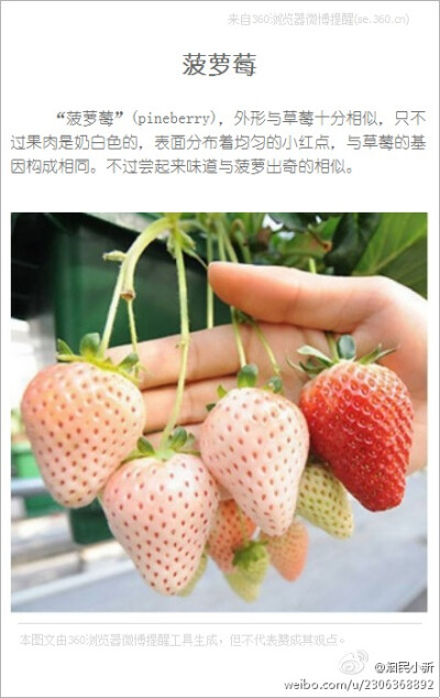 “菠萝莓”(pineberry)