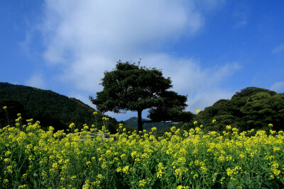 油菜花