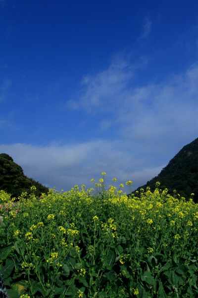 从化