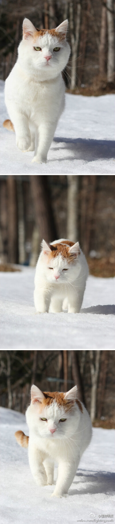 猫叔出来巡山啦~(≧▽≦)~