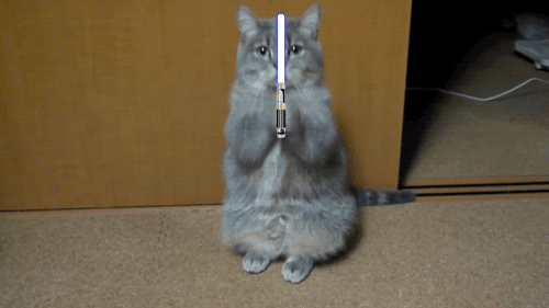 (10) Tumblr (cat,kitty,funny,light sword,star wars,gifs)