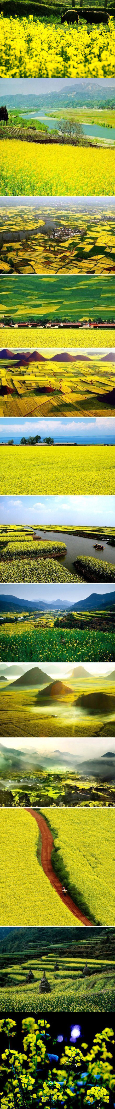 春天就要到了，一起去旅行去看油菜花海~