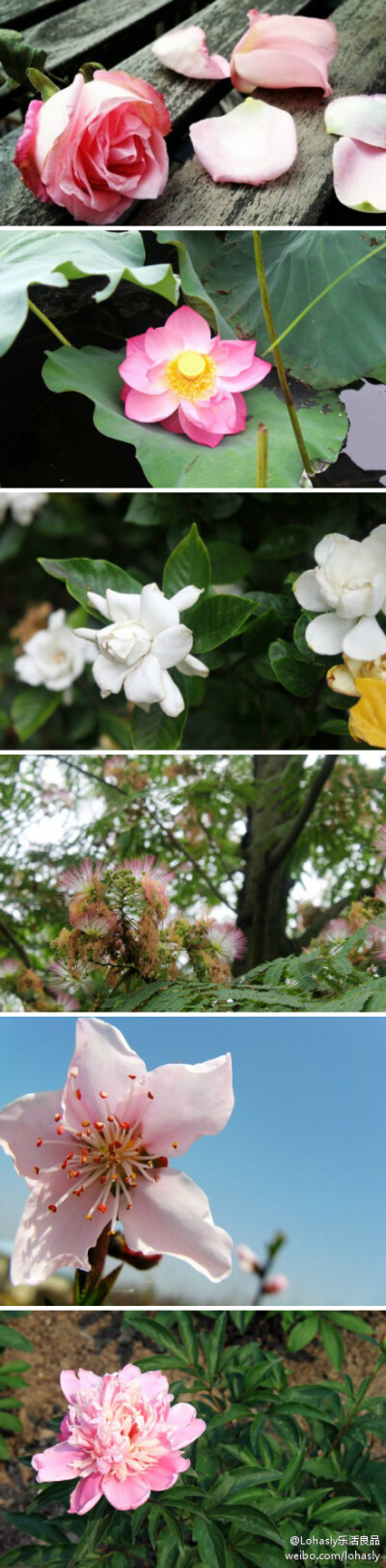 #草木集# 提到情人节（St Valentine’s Day），大家的第一反应恐怕想起的都是玫瑰。借花传情向来是古往今来有情人的传统，那么，在传统的传统里，用来定情的可还有什么其他的选择？http://t.cn/zYITsel