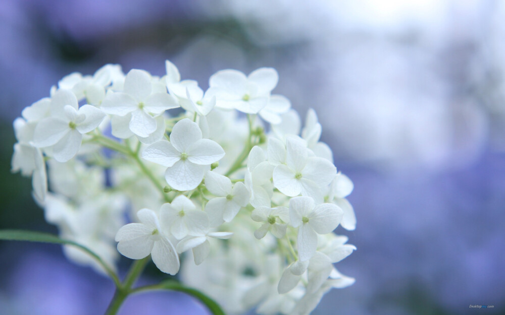 花的嫁纱