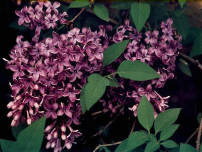 英文名字 ：Lilac 中文学名 : 丁香 拉丁语学名: Syringa oblata ，Syzygium aromaticum lilac木犀科丁香属落叶灌木或小乔木。因花筒细长如钉且香故名。 著名的庭园花木。花序硕大、开花繁茂，花色淡雅、芳…