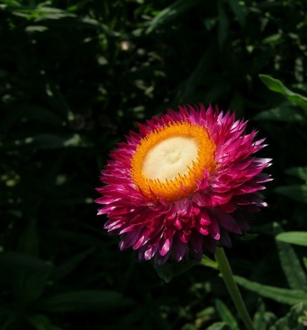 麦杆菊(Helichrysum bracteatum)花语：永恒的记忆、刻画在心