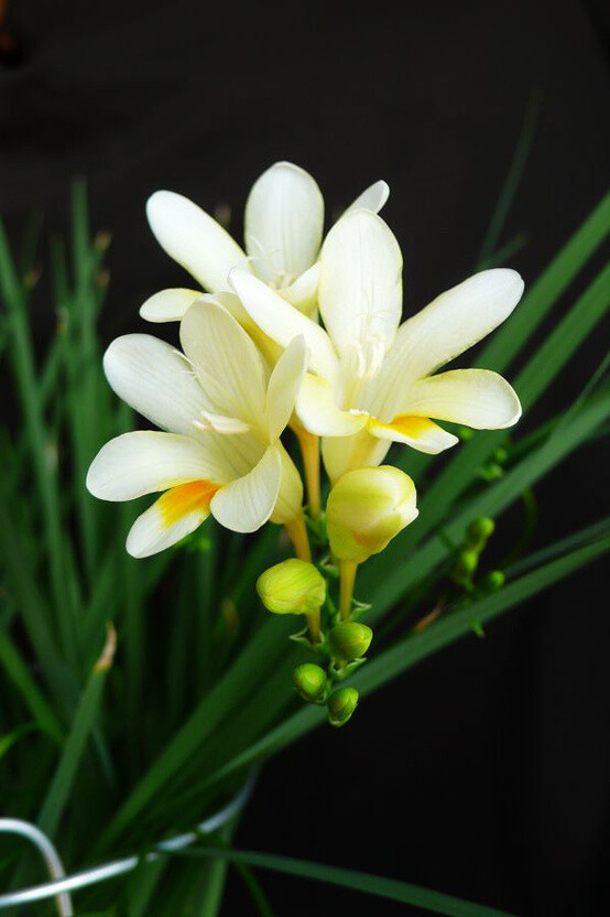  小蒼蘭（Freesia refracta Klatt），別名香雪蘭，原產(chǎn)非洲南部好望角一帶。香氣濃郁醇正，花姿優(yōu)雅動(dòng)人，花色鮮艷。花語：純真，無邪