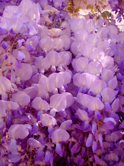 紫藤萝