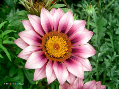 勋章菊：Gazania rigens 菊科，勋章菊属，多年生草本，花单头，单生，育长花梗。种子繁殖。性喜温暖、干燥、光照充足的环境，白天在阳光下开放，晚上闭合。生长健壮，少病虫害。耐粗放管理。在背北方越冬要稍加…