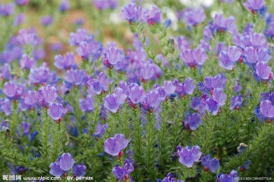 花牛舌草