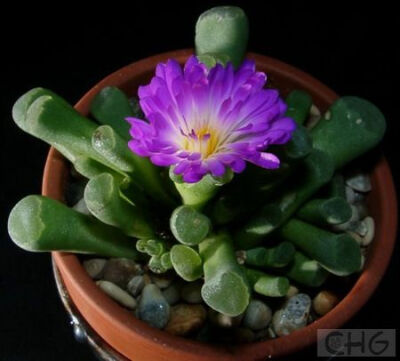 光玉(Frithia pulchra) 番杏科光玉属植物。原产南非。植株矮小，非常肉质，叶形和棒叶花属种类很相似。肉质叶6—9，排成松散的莲座状，灰绿色，棍棒形，先端稍粗，顶部截形，上有透明的窗。花单生，通常无梗，深红色…