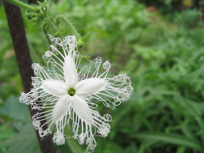 蛇瓜花，又称白娘子，是蛇瓜的花，蛇瓜别名蛇豆、蛇丝瓜、大豆角等，葫芦科栝楼属中的一年生攀缘性草本植物，