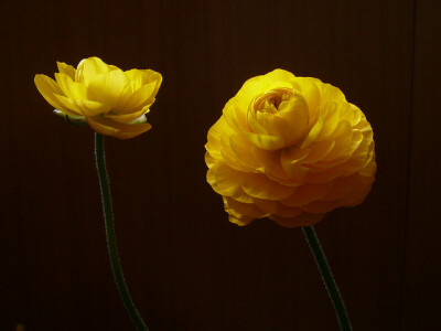 花毛茛，（学名：Ranunculus asiaticus）又称芹菜花、波斯毛茛，昆明地区俗称“洋牡丹”，是毛茛科花毛茛属多年生宿根草本花卉。花毛茛原产于地中海沿岸，法国、以色列等欧洲国家已广泛种植，目前世界各国均有栽培。