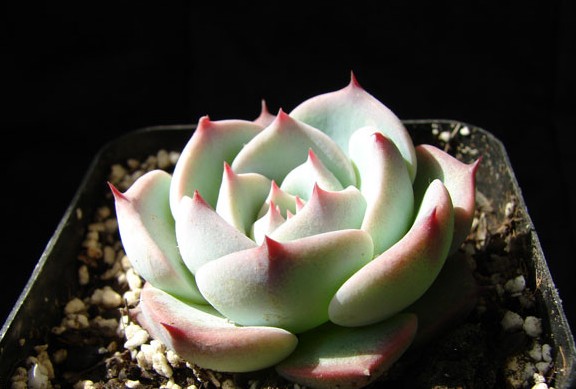 吉娃娃（Echeveria chihuahuaensis），有些地方又称杨贵妃，景天科拟石莲花属，喜温暖干燥和阳光充足的环境，耐旱，不耐水湿，无明显休眠期。栽培要点：生长适温15-25度，冬季不低于5度；配土一般可用泥炭、蛭石和珍珠岩的混合土，并添加适量的骨粉，也可用腐叶土3份、河沙3份、园土1份、炉渣1份混合配制；生长期浇水干透浇透，空气干燥时可向植株周围洒水，但叶面，特别是叶丛中心不宜积水，否则会造成烂心，夏季高温适度遮阴，通风并节水，冬季保持盆土稍干燥；生长期施肥一般每20天左右一次；繁殖方式一般有分株、扦插和播种繁殖。