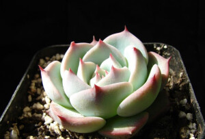 吉娃娃（Echeveria chihuahuaensis），有些地方又称杨贵妃，景天科拟石莲花属，喜温暖干燥和阳光充足的环境，耐旱，不耐水湿，无明显休眠期。栽培要点：生长适温15-25度，冬季不低于5度；配土一般可用泥炭、蛭石和珍珠岩的混合土，并添加适量的骨粉，也可用腐叶土3份、河沙3份、园土1份、炉渣1份混合配制；生长期浇水干透浇透，空气干燥时可向植株周围洒水，但叶面，特别是叶丛中心不宜积水，否则会造成烂心，夏季高温适度遮阴，通风并节水，冬季保持盆土稍干燥；生长期施肥一般每20天左右一次；繁殖方式一般有分株、扦插和播种繁殖。