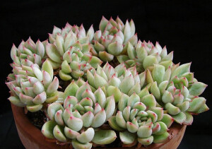  女雏（Echeveria cv. Mebina），景天科拟石莲花属，淡绿色的叶子在秋冬的时候会在叶尖呈现绮丽的粉红色，喜温暖、干燥和通风的环境，喜光，耐旱，耐寒、耐半荫，不耐烈日暴晒，夏季高温休眠或半休眠。栽培要点：生长适温15-25度，冬季不低于5度；配土一般用泥炭+蛭石+珍珠岩各一份，并添加适量的骨粉，也可用腐叶土3份、河沙3份、园土1份、炉渣1份混合配制；生长期浇水干透浇透，空气干燥时可向植株周围洒水，但叶面，特别是叶丛中心不宜积水，否则会造成烂心，夏季高温休眠期要适度遮阴，通风并节水，冬季要保持盆土稍干燥；生长期施肥一般每20天左右一次；繁殖方式一般有分株、扦插和播种繁殖。